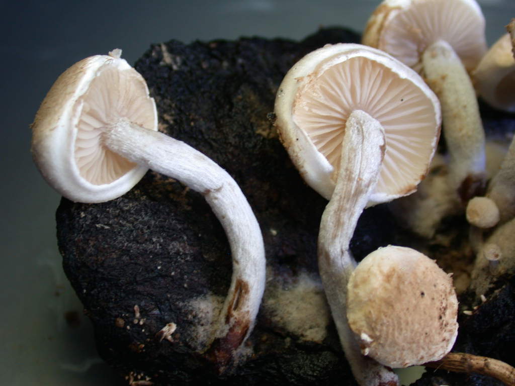 I quiz continuano....!!! - Tulostoma squamosus